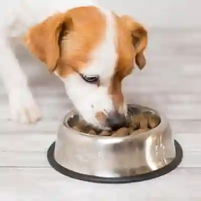 Image Alternative Text